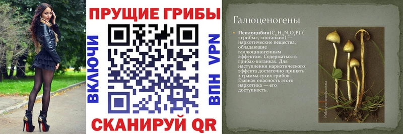 блэк спрут ссылка  Севск  Галлюциногенные грибы Cubensis  сколько стоит 